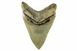 Serrated, Fossil Megalodon Tooth - Indonesia #279213-2